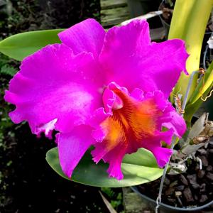 Rhyncholaeliocattleya Pink Empress