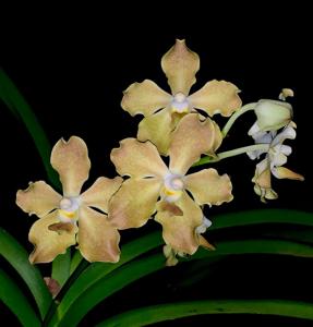 Vanda Doctor Goh Keng Swee