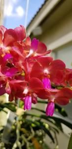 Perreiraara Tony Tan Keng Yam