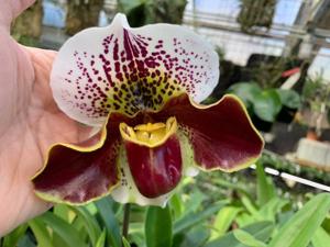 <i>Paphiopedilum</i> Mable Marie-Valwin