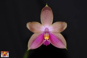 Phalaenopsis Phoenix Girl