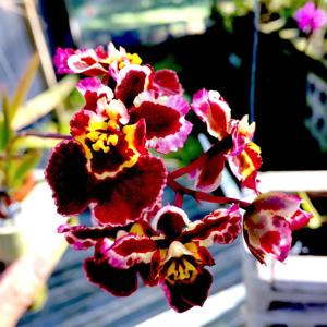 Tolumnia Jairak Flyer