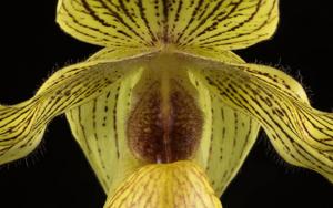 Paphiopedilum Dollgoldi