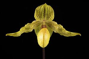 Paphiopedilum Dollgoldi