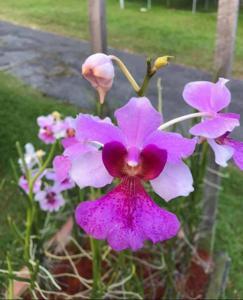 <i>Vanchoanthe</i> Ng-Yang Cheng Noi