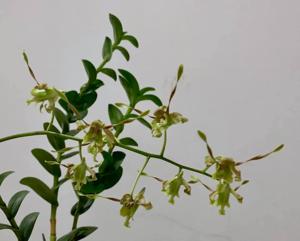 Dendrobium Emrys Myles Chew
