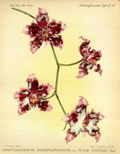 <i>Cyrtocidium</i> Thompsonianum