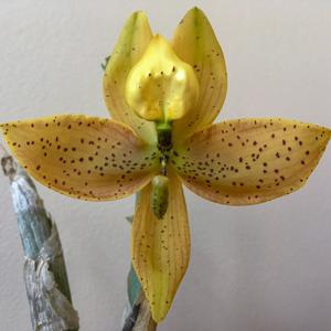 Cycnoches Maren Gleason