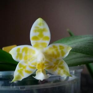 Phalaenopsis Joy Green Coral-Yin's Green Jewel