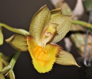 <i>Catasetum</i> JimD