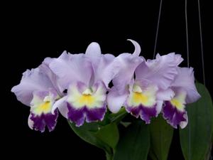 <i>Rhyncattleanthe</i> Boy's Grotto-Mem. Robert Strait