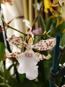 <i>Oncidium</i> Speckled Spire