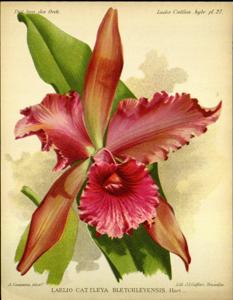 Cattleya Bletchleyensis (1899)