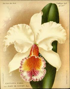 Cattleya Fabia (1894)