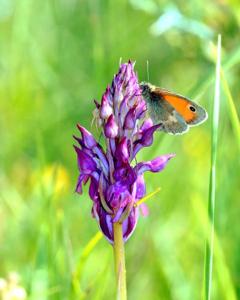 <i>Anacamptis</i> x <i>simorrensis</i>