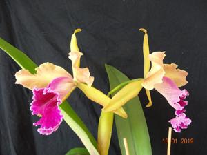 Cattleya Luminosa (1917)