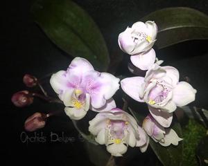 Phalaenopsis Jiaho's Pink Girl