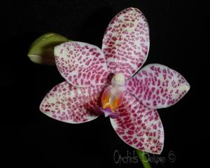 <i>Phalaenopsis</i> Zheng Min Starling