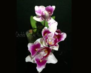 Phalaenopsis Fuller's Miss