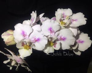 Phalaenopsis Hsinying Little Knight