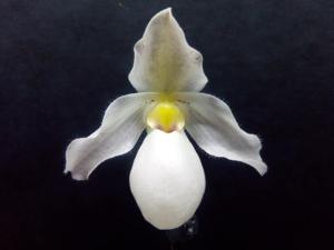 <i>Paphiopedilum</i> Gina Short