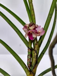 <i>Luistylis</i> Syifa Maheswari