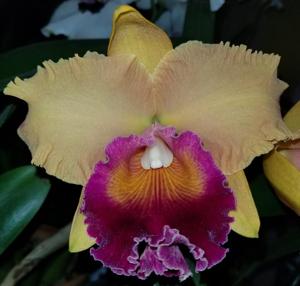 Rhyncholaeliocattleya Lawless Zauberflöte