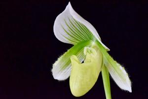 Paphiopedilum Hilo Key Lime