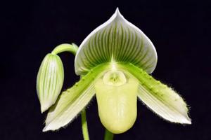 Paphiopedilum Hilo Key Lime