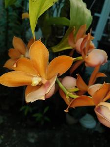 Monnierara Jumbo Delight