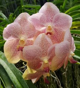 <i>Vanda</i> Rasri Gold-Aroonsri Beauty