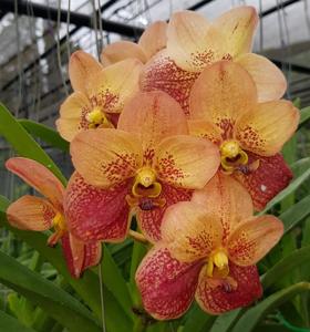Vanda Chindavat-Varut Leopard