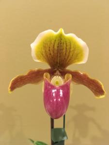 <i>Paphiopedilum</i> Fajen's Bold Helen