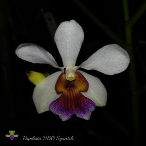 <i>Papilisia</i> HBO Syantik