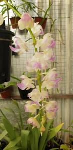 Aerides Rita Beltrame