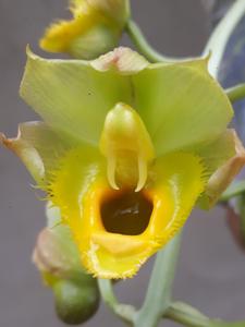 Catasetum apolloi