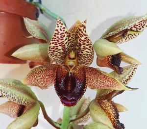 Catasetum Brasil