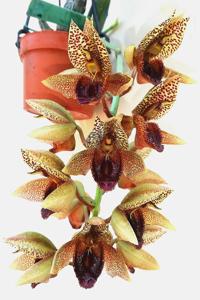 Catasetum Brasil