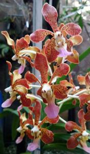 <i>Vanda</i> Gypsy