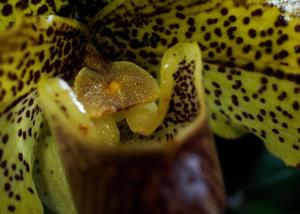 Paphiopedilum Razzmatazz