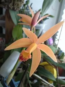 Cattleya Seagulls Gem