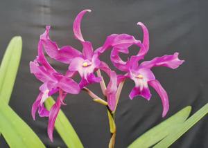 Laelianthe Tandaleyo