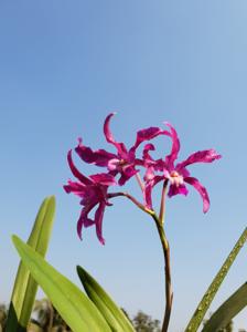 Laelianthe Tandaleyo