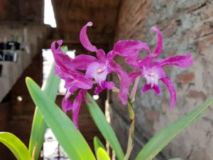 Laelianthe Tandaleyo