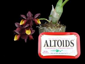 Catasetum aikoae
