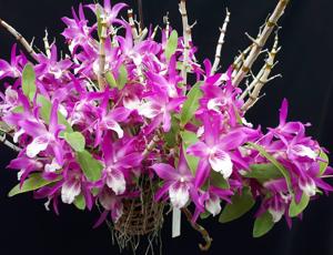 Dendrobium Rainbow Dance