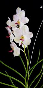 Papilionanda Pure Heart