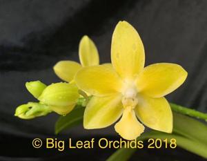 <i>Phalaenopsis</i> Tzu Chiang Dance