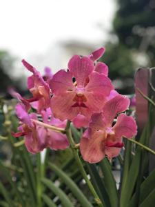 Papilionanda Tan Hoon Siang