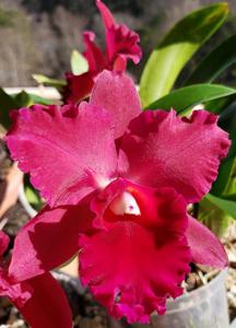 Rhyncattleanthe Pop City